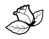 Dibuix de Rosa amb fulles per pintar