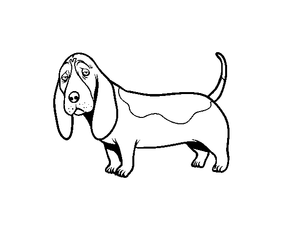 Dibuix de Un Basset hound per Pintar on-line