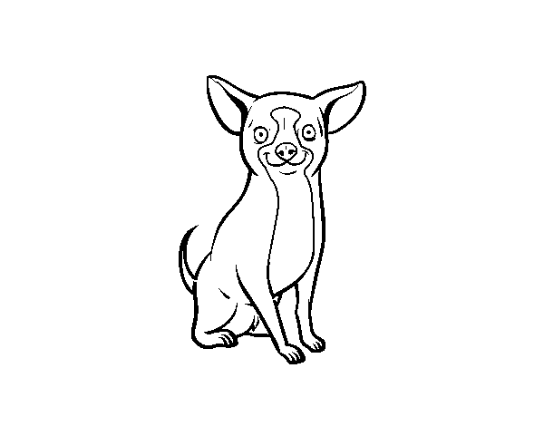 Dibuix de Un gos chihuahua per Pintar on-line
