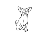 Dibuix de Un gos chihuahua per pintar