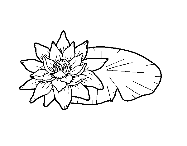 Dibuix de Una flor de lotus per Pintar on-line