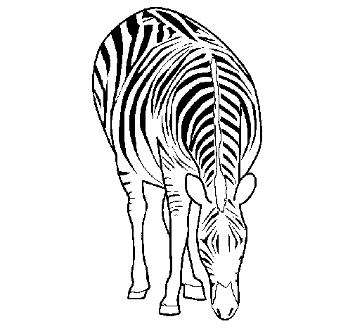 Dibuix de Zebra per Pintar on-line