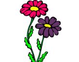 Dibuix Margarides pintat per flor pintada per la Yaiza