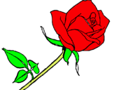 Dibuix Rosa pintat per carla  ramos  morales