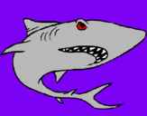 Dibuix Tiburón pintat per tauro