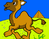Dibuix Camell pintat per TON