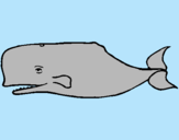 Dibuix Balena blava pintat per miriam