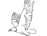 Dibuix Àguila volant  pintat per Pep
