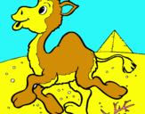 Dibuix Camell pintat per BIEL
