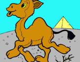 Dibuix Camell pintat per josep