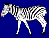Dibuix Zebra pintat per maria fernanda portel