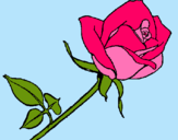 Dibuix Rosa pintat per maria fernanda portel