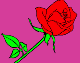 Dibuix Rosa pintat per anònim