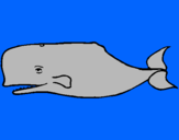 Dibuix Balena blava pintat per queralt