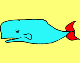 Dibuix Balena blava pintat per ELIA