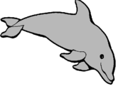 Dibuix Dofí content pintat per eric mari