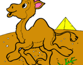 Dibuix Camell pintat per jose