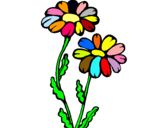 Dibuix Margarides pintat per floreta