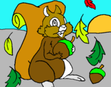 Dibuix Esquirol pintat per jofre