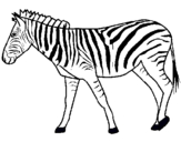 Dibuix Zebra pintat per ZEBRA