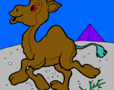 Dibuix Camell pintat per camell