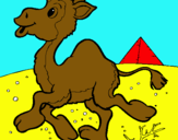 Dibuix Camell pintat per alejandro vasrer  ertu