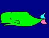 Dibuix Balena blava pintat per Izan Garcia