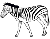 Dibuix Zebra pintat per Blai