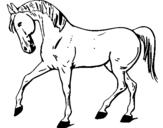 Dibuix Cavall amb la pota aixecada  pintat per jaume