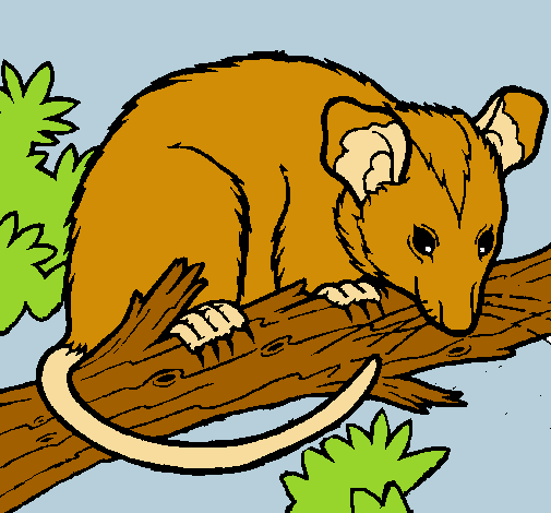 Dibuix Esquirol possum pintat per Alba Bobadilla