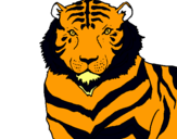 Dibuix Tigre pintat per marc