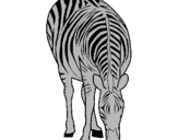 Dibuix Zebra pintat per laia   maartnell