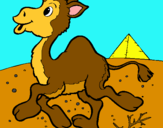 Dibuix Camell pintat per MARC P