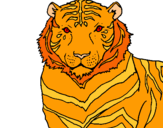 Dibuix Tigre pintat per Carla  v.m.