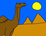 Dibuix Camell pintat per camell