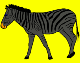 Dibuix Zebra pintat per laur