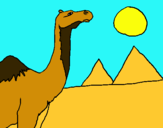 Dibuix Camell pintat per carla