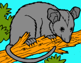 Dibuix Esquirol possum pintat per Biel i Berta
