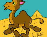 Dibuix Camell pintat per Lluesol