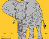 Dibuix Elefant pintat per IBAI