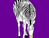 Dibuix Zebra pintat per maria fernanda portel