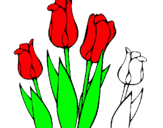 Dibuix Tulipes pintat per primas