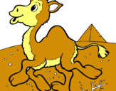 Dibuix Camell pintat per ARNAU