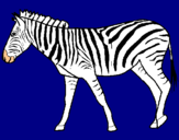 Dibuix Zebra pintat per maui