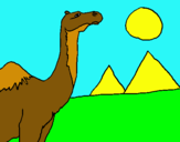 Dibuix Camell pintat per mireia hernandez