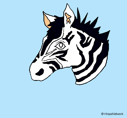 Dibuix Zebra II pintat per Eva Casals