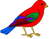 Dibuix Teuladí  pintat per ocell papito