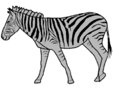 Dibuix Zebra pintat per unicorni
