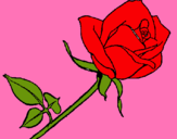 Dibuix Rosa pintat per anna