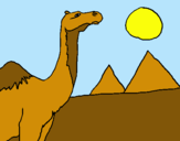 Dibuix Camell pintat per Oriol